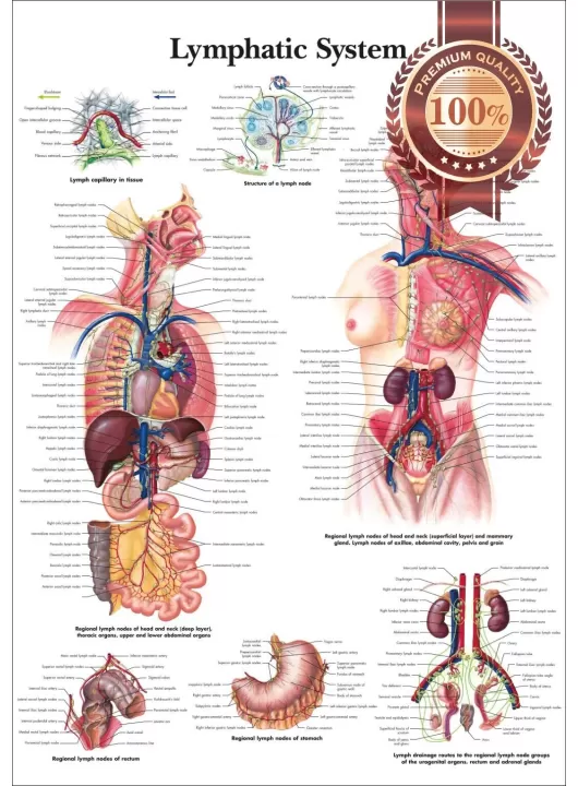 THE LYMPHATIC SYSTEM LYMPH ANATOMICAL DIAGRAM ANATOMY CHART PREMIUM POSTER