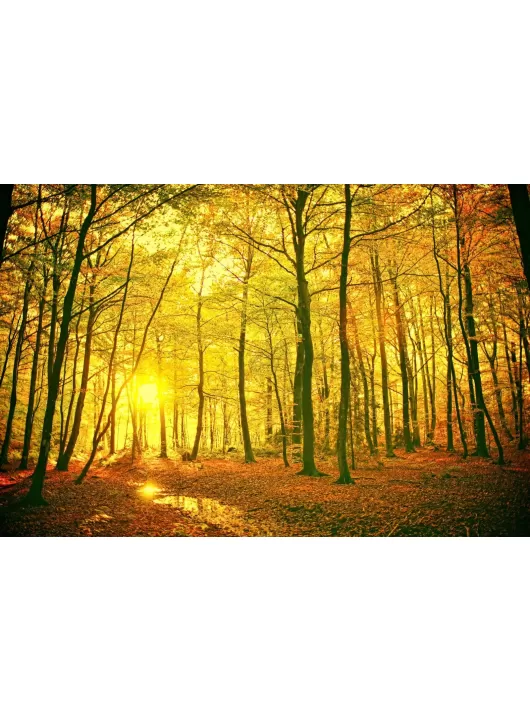 LARGE AUTUMN FOREST LEAVES TREES PHOTO PICTURE ART PRINT PREMIUM POSTER