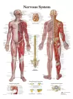 THE NERVOUS SYSTEM ANATOMICAL BODY DIAGRAM GUIDE CHART PRINT PREMIUM POSTER