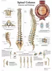 ANATOMICAL SPINAL COLUMN DIAGRAM HUMAN CHART SPINE ANATOMY PRINT PREMIUM POSTER