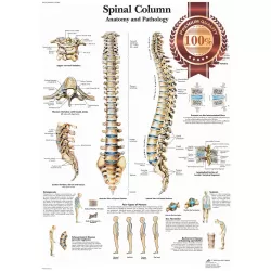 ANATOMICAL SPINAL COLUMN DIAGRAM HUMAN CHART SPINE ANATOMY PRINT PREMIUM POSTER
