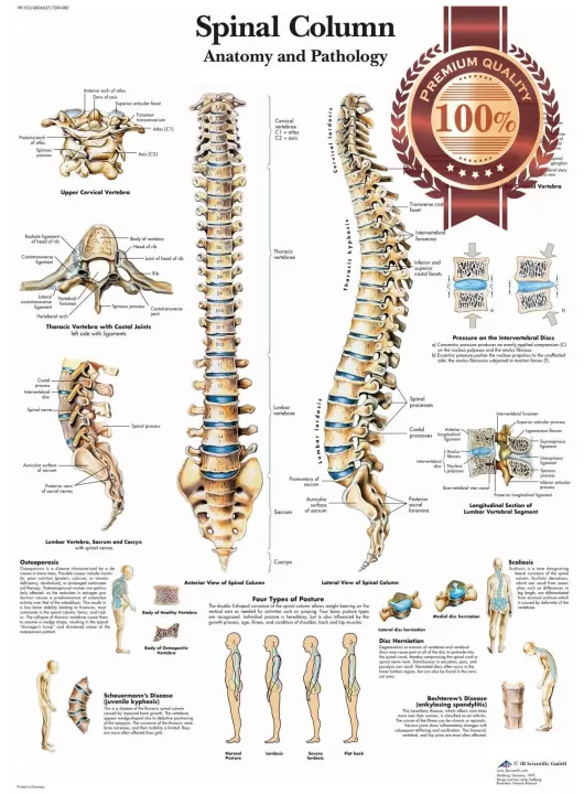ANATOMICAL SPINAL COLUMN DIAGRAM HUMAN CHART SPINE ANATOMY PRINT PREMIUM POSTER