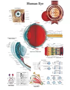 NEW HUMAN EYE MEDICAL DIAGRAM CHART INFORMATIONAL ANATOMY PRINT PREMIUM POSTER