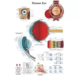 NEW HUMAN EYE MEDICAL DIAGRAM CHART INFORMATIONAL ANATOMY PRINT PREMIUM POSTER