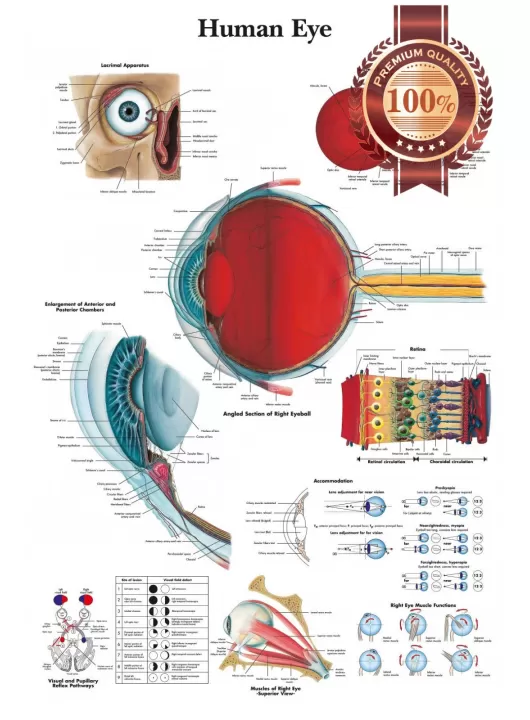 NEW HUMAN EYE MEDICAL DIAGRAM CHART INFORMATIONAL ANATOMY PRINT PREMIUM POSTER