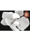 MAGNOLIA FLOWER DARK BLACK BACKGROUND WHITE FLOWERS PETALS PRINT PREMIUM POSTER MAGNOLIA FLOWER DARK BLACK BACKGROUND WHITE FLOWERS PETALS PRINT PREMIUM POSTER