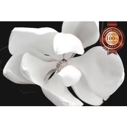 MAGNOLIA FLOWER DARK BLACK BACKGROUND WHITE FLOWERS PETALS PRINT PREMIUM POSTER