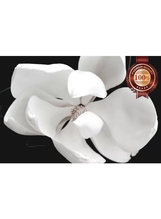 MAGNOLIA FLOWER DARK BLACK BACKGROUND WHITE FLOWERS PETALS PRINT PREMIUM POSTER MAGNOLIA FLOWER DARK BLACK BACKGROUND WHITE FLOWERS PETALS PRINT PREMIUM POSTER