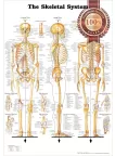THE SKELETAL SYSTEM 3 VIEWS ANATOMICAL DIAGRAM ANATOMY CHART PREMIUM POSTER