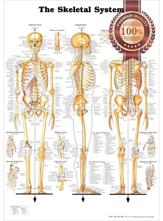 THE SKELETAL SYSTEM 3 VIEWS ANATOMICAL DIAGRAM ANATOMY CHART PREMIUM POSTER