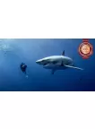 GREAT WHITE SHARK WITH DIVER SWIMMING BLUE OCEAN ANIMAL PRINT PREMIUM POSTER GREAT WHITE SHARK WITH DIVER SWIMMING BLUE OCEAN ANIMAL PRINT PREMIUM POSTER