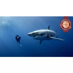GREAT WHITE SHARK WITH DIVER SWIMMING BLUE OCEAN ANIMAL PRINT PREMIUM POSTER