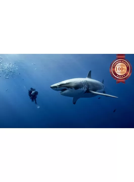 GREAT WHITE SHARK WITH DIVER SWIMMING BLUE OCEAN ANIMAL PRINT PREMIUM POSTER GREAT WHITE SHARK WITH DIVER SWIMMING BLUE OCEAN ANIMAL PRINT PREMIUM POSTER