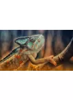 COLOURFUL CHAMELEON CLIMBING TREE CLOSE UP ANIMAL PRINT PREMIUM POSTER