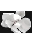 MAGNOLIA FLOWER DARK BLACK BACKGROUND WHITE FLOWERS PETALS PRINT PREMIUM POSTER MAGNOLIA FLOWER DARK BLACK BACKGROUND WHITE FLOWERS PETALS PRINT PREMIUM POSTER
