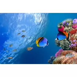 LARGE BEAUTIFUL UNDERWATER CORAL REEF FISH PHOTO PICTURE ART PRINT POSTER