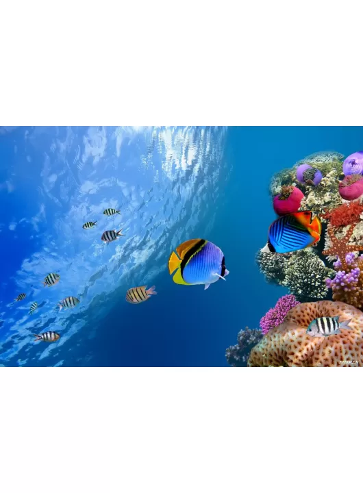 LARGE BEAUTIFUL UNDERWATER CORAL REEF FISH PHOTO PICTURE ART PRINT POSTER