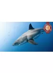 GREAT WHITE SHARK SWIMMING BLUE OCEAN CLOSE UP ANIMAL PRINT PREMIUM POSTER GREAT WHITE SHARK SWIMMING BLUE OCEAN CLOSE UP ANIMAL PRINT PREMIUM POSTER