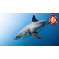 GREAT WHITE SHARK SWIMMING BLUE OCEAN CLOSE UP ANIMAL PRINT PREMIUM POSTER