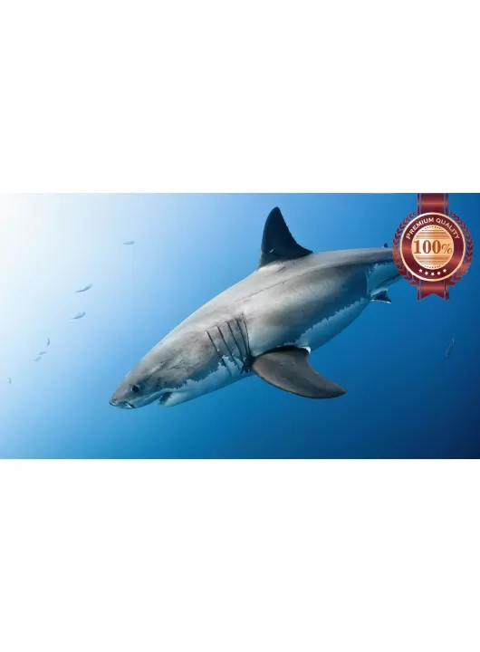 GREAT WHITE SHARK SWIMMING BLUE OCEAN CLOSE UP ANIMAL PRINT PREMIUM POSTER GREAT WHITE SHARK SWIMMING BLUE OCEAN CLOSE UP ANIMAL PRINT PREMIUM POSTER