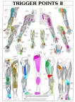 TRIGGER POINTS PART 2 ANATOMICAL DIAGRAM CHART ANATOMY PRINT PREMIUM POSTER