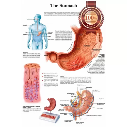 THE STOMACH MEDICAL DIAGRAM CHART INFORMATIONAL ANATOMY PRINT PREMIUM ...