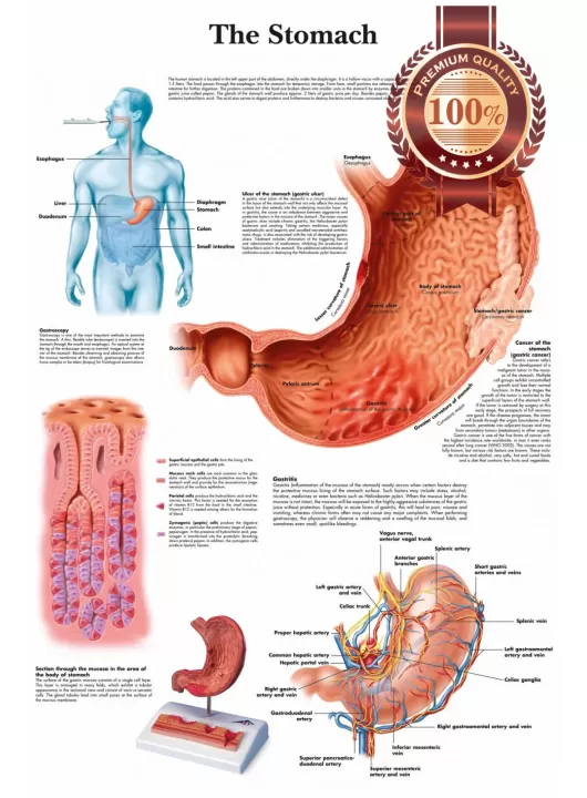 THE STOMACH MEDICAL DIAGRAM CHART INFORMATIONAL ANATOMY PRINT PREMIUM POSTER