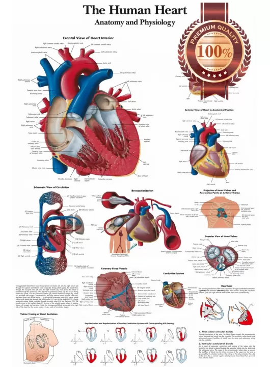 HUMAN HEART MEDICAL DIAGRAM CHART INFORMATIONAL ANATOMY PRINT PREMIUM POSTER