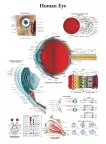 NEW HUMAN EYE MEDICAL DIAGRAM CHART INFORMATIONAL ANATOMY PRINT PREMIUM POSTER