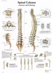 ANATOMICAL SPINAL COLUMN DIAGRAM HUMAN CHART SPINE ANATOMY PRINT PREMIUM POSTER