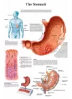 THE STOMACH MEDICAL DIAGRAM CHART INFORMATIONAL ANATOMY PRINT PREMIUM POSTER