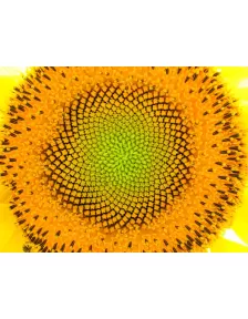 SUNFLOWER NATURE SUN FLOWER LARGE WALL HOME ART PICTURE PRINT PREMIUM POSTER