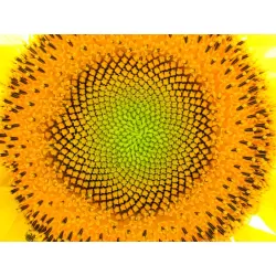 SUNFLOWER NATURE SUN FLOWER LARGE WALL HOME ART PICTURE PRINT PREMIUM POSTER