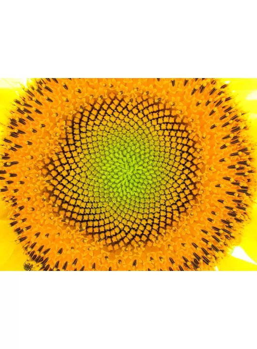 SUNFLOWER NATURE SUN FLOWER LARGE WALL HOME ART PICTURE PRINT PREMIUM POSTER SUNFLOWER NATURE SUN FLOWER LARGE WALL HOME ART PICTURE PRINT PREMIUM POSTER