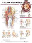 ANATOMY AND INJURIES OF THE HIPS DIAGRAM CHART GUIDE PRINT PREMIUM POSTER