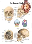 THE HUMAN SKULL ANATOMY ANATOMICAL DIAGRAM GUIDE CHART PRINT PREMIUM POSTER