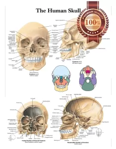 THE HUMAN SKULL ANATOMY ANATOMICAL DIAGRAM GUIDE CHART PRINT PREMIUM POSTER