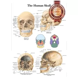 THE HUMAN SKULL ANATOMY ANATOMICAL DIAGRAM GUIDE CHART PRINT PREMIUM POSTER