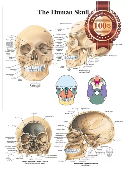 THE HUMAN SKULL ANATOMY ANATOMICAL DIAGRAM GUIDE CHART PRINT PREMIUM POSTER