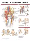 ANATOMY AND INJURIES OF THE HIPS DIAGRAM CHART GUIDE PRINT PREMIUM POSTER