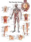 THE VASCULAR SYSTEM ANATOMICAL DIAGRAM CHART ANATOMY PRINT PREMIUM POSTER