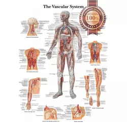 THE VASCULAR SYSTEM ANATOMICAL DIAGRAM CHART ANATOMY PRINT PREMIUM POSTER