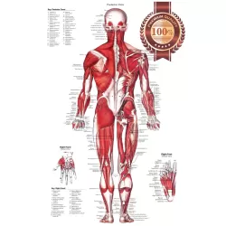 POSTERIOR MUSCULAR SYSTEM CHART ANATOMICAL DIAGRAM ART PRINT PREMIUM POSTER