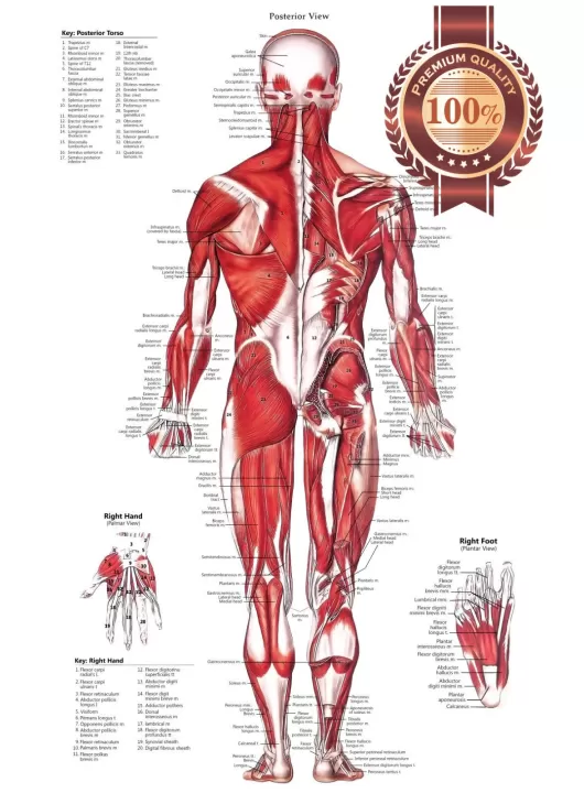 POSTERIOR MUSCULAR SYSTEM CHART ANATOMICAL DIAGRAM ART PRINT PREMIUM POSTER