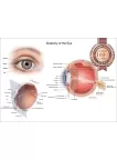 ANATOMICAL DIAGRAM HUMAN EYE ANATOMY OPTOMETRIST CHART PRINT PREMIUM POSTER