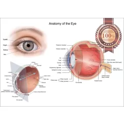 ANATOMICAL DIAGRAM HUMAN EYE ANATOMY OPTOMETRIST CHART PRINT PREMIUM POSTER