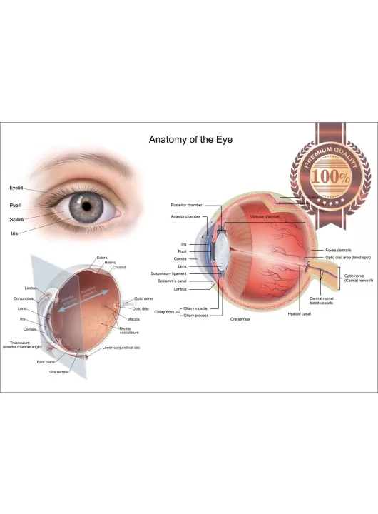 ANATOMICAL DIAGRAM HUMAN EYE ANATOMY OPTOMETRIST CHART PRINT PREMIUM POSTER
