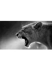 LIONESS LION ROARING TEETH WILD BIG CAT AFRICA ANIMAL PRINT PREMIUM POSTER
