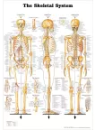 THE SKELETAL SYSTEM 3 VIEWS ANATOMICAL DIAGRAM ANATOMY CHART PREMIUM POSTER