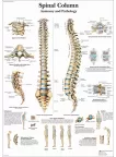 ANATOMICAL SPINAL COLUMN DIAGRAM HUMAN CHART SPINE ANATOMY PRINT PREMIUM POSTER